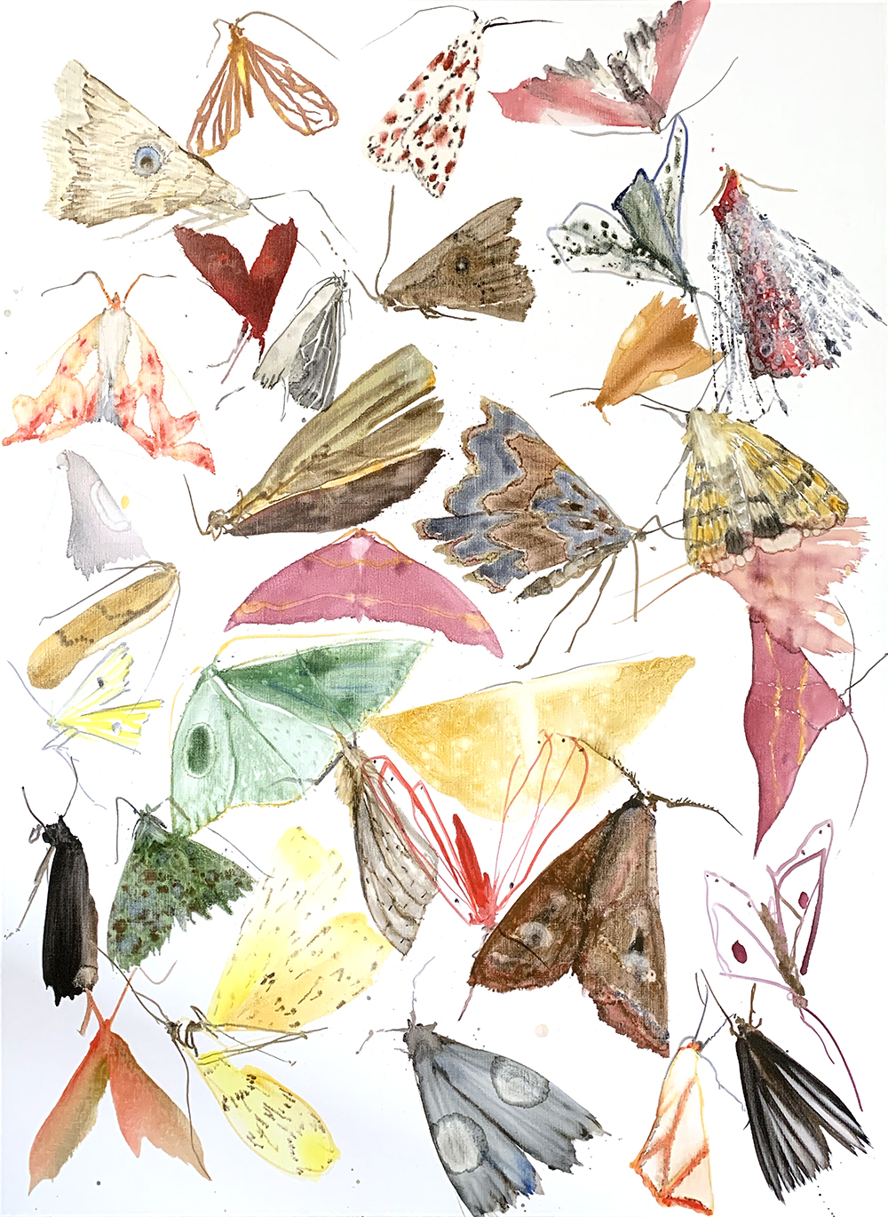 moths - metamorphosis 1