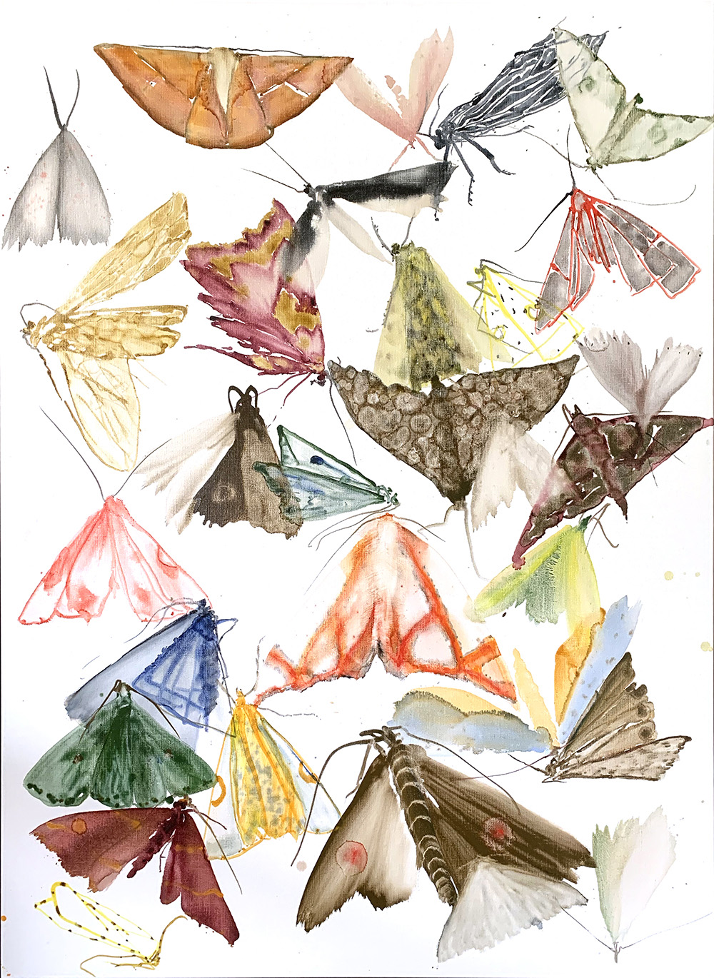 moths - metamorphosis 3