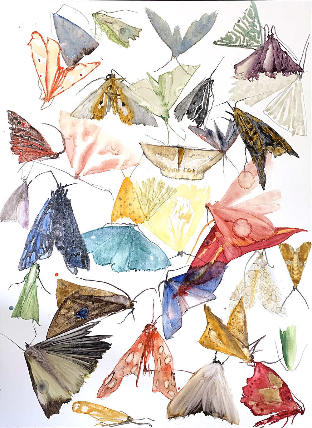 moths - metamorphosis 6