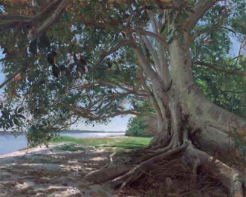 Fig Tree on South Stradbroke Island